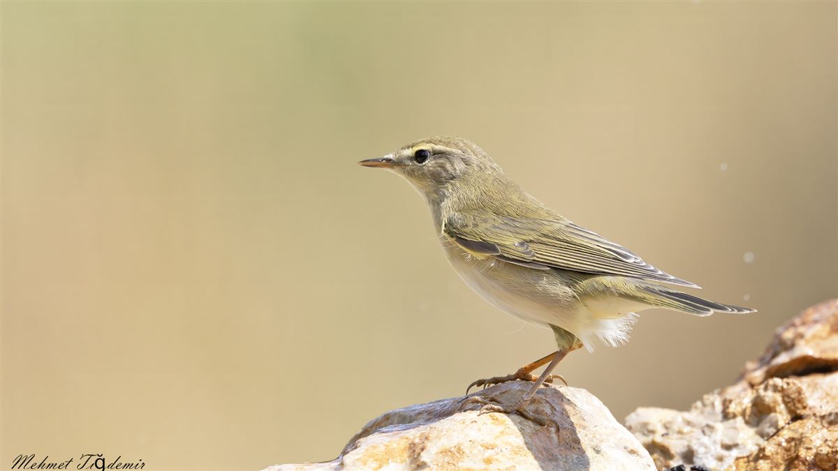 Söğütbülbülü