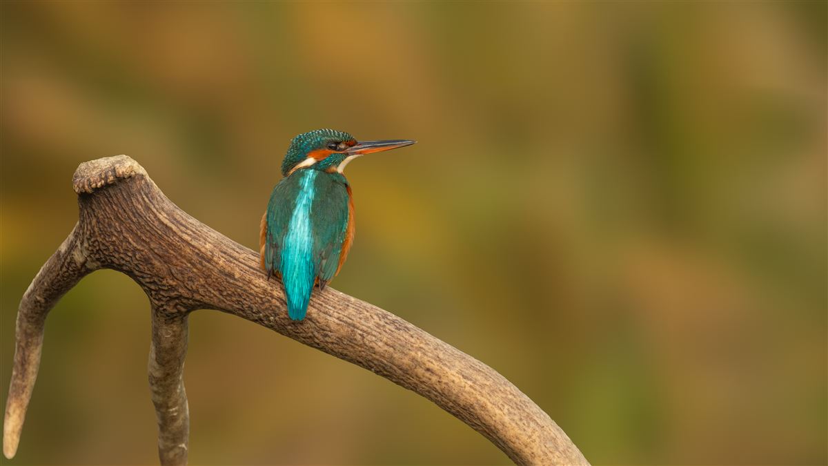 Common Kingfisher