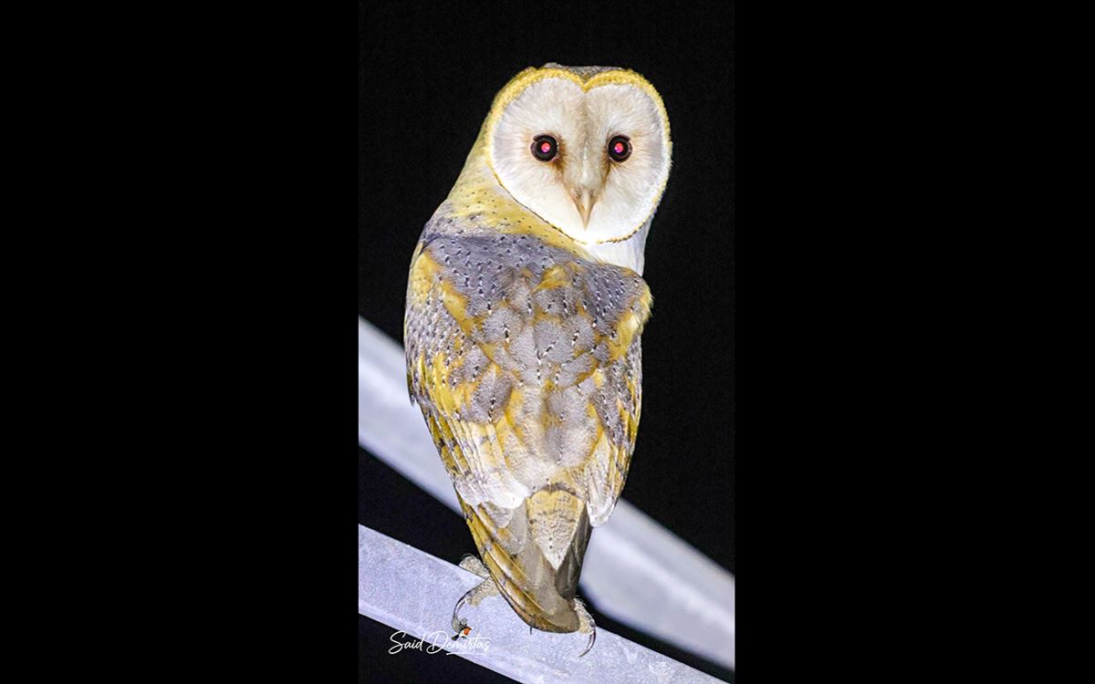 Western Barn Owl