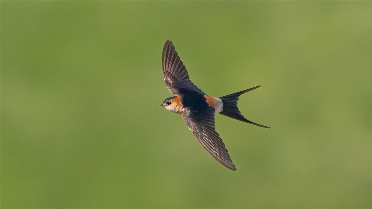 European Red-rumped Swallow
