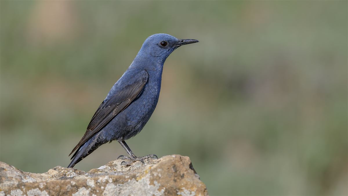 Blue Rock Thrush
