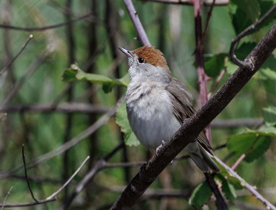 Eurasian Blackcap