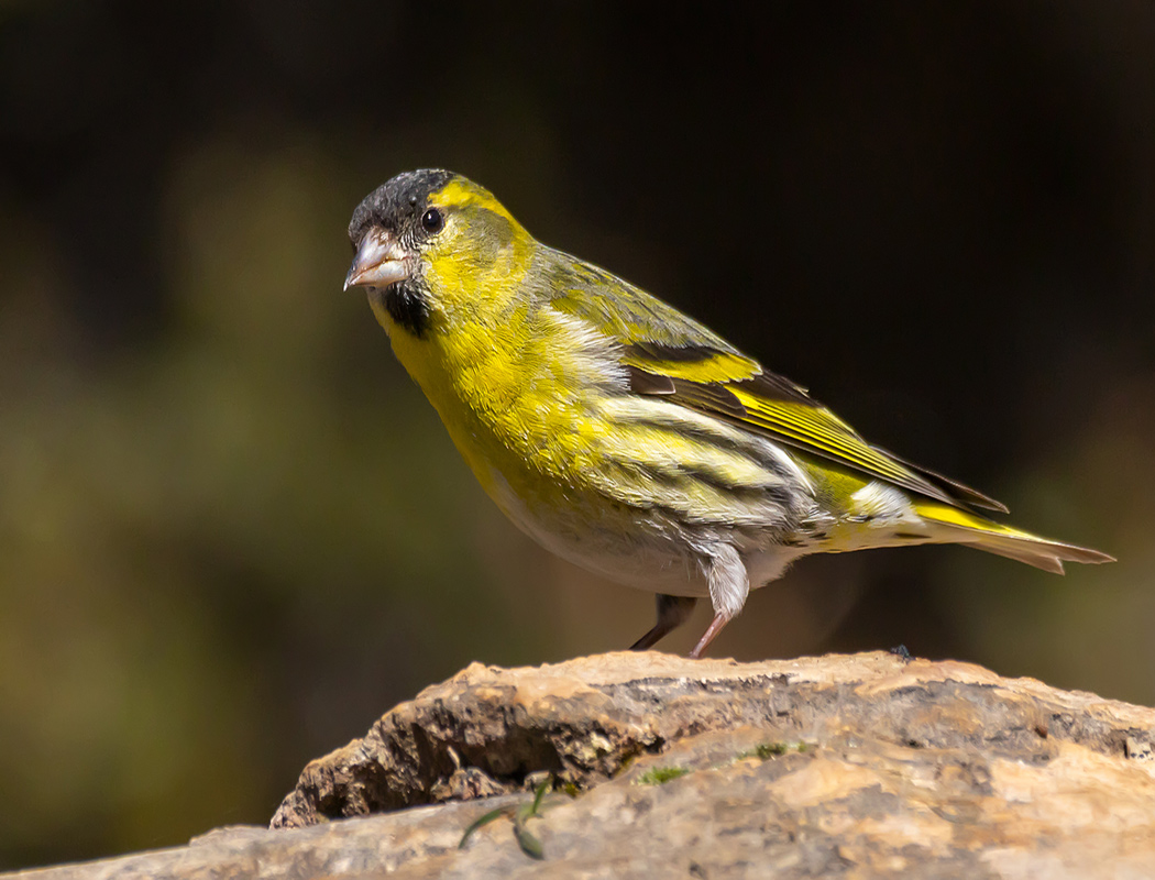 Eurasian Siskin