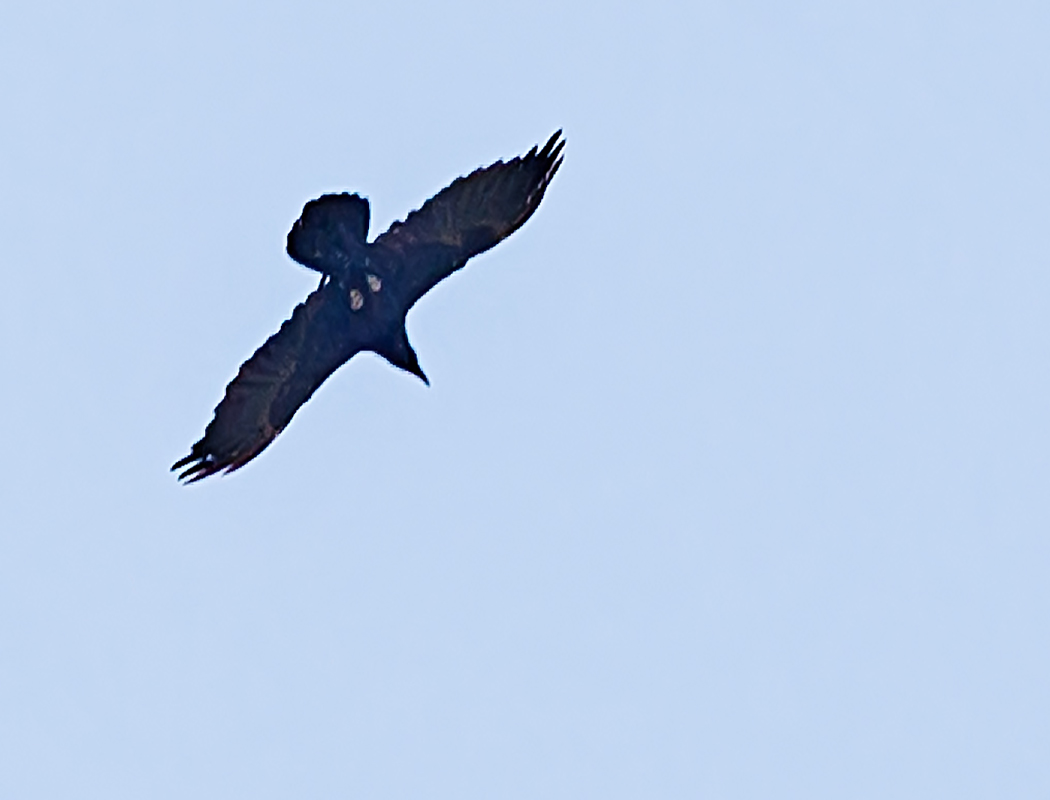 Northern Raven