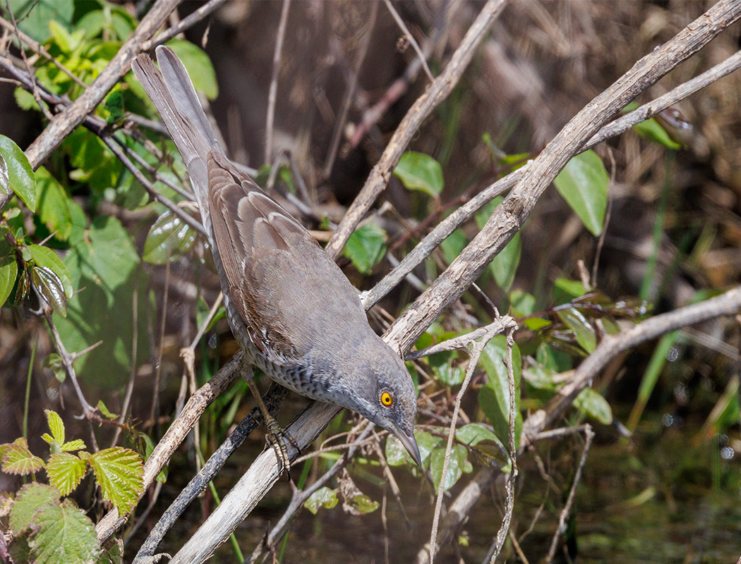 Barred Warbler
