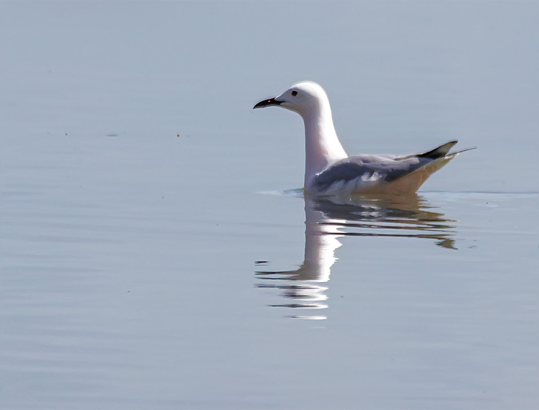 Slender-billed Gull