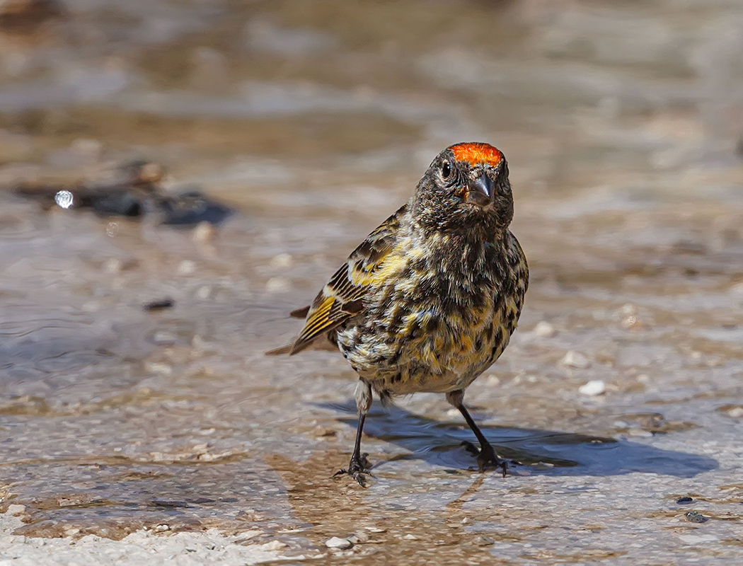 Red-fronted Serin