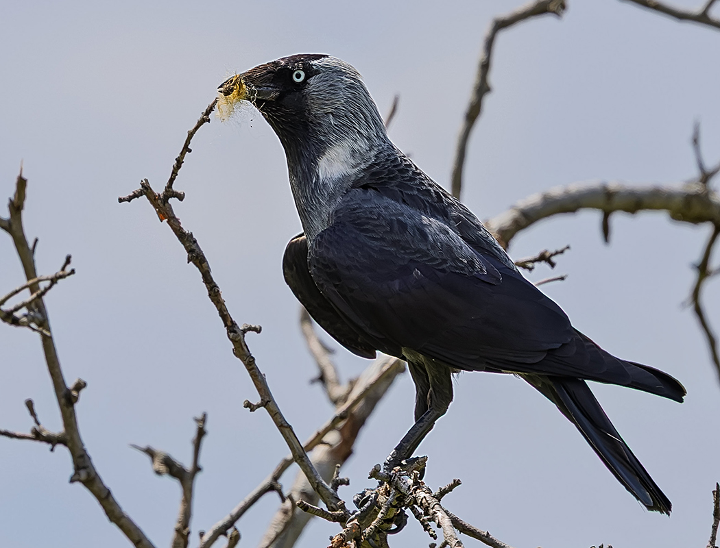 Western Jackdaw