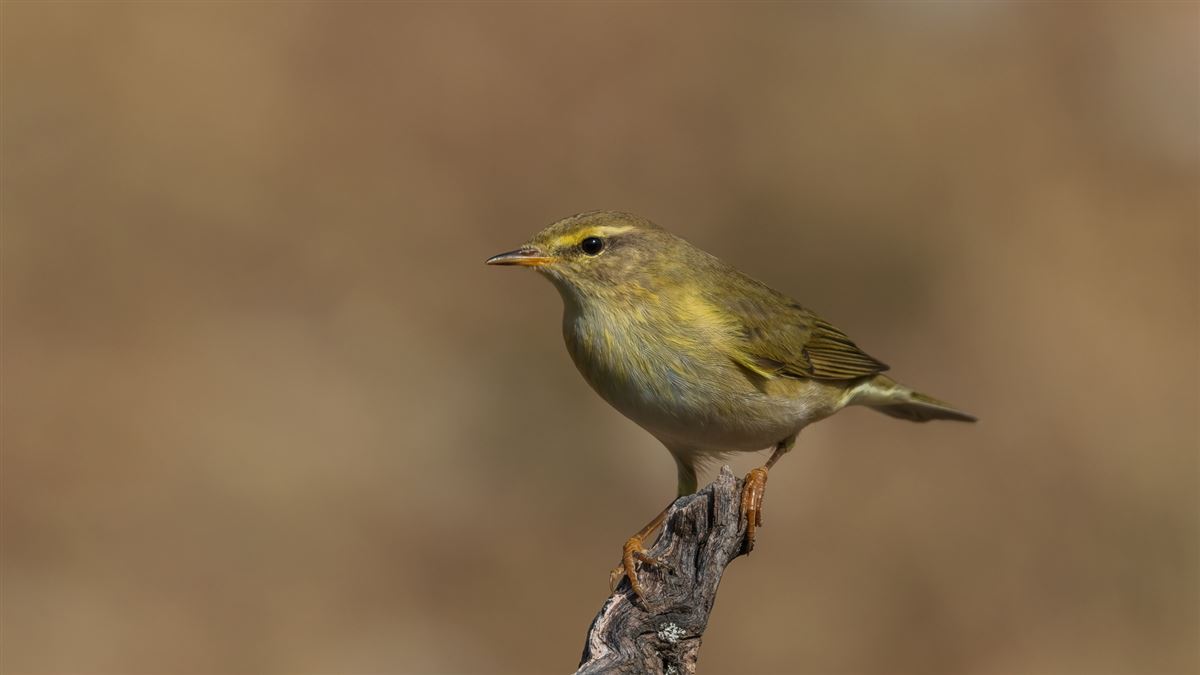 Söğütbülbülü