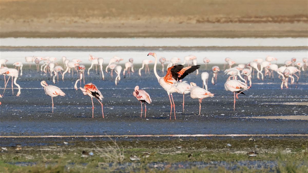 Küçük Flamingo