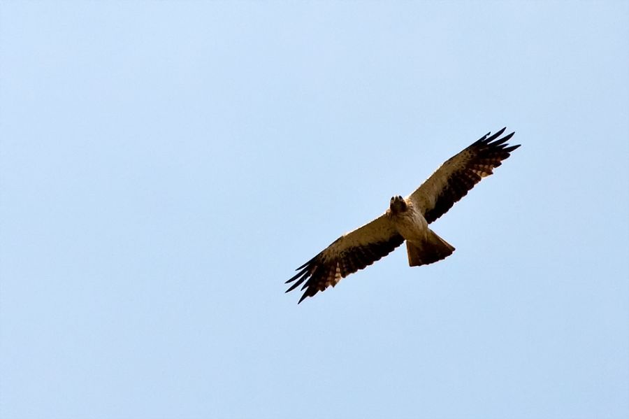 Küçük Kartal