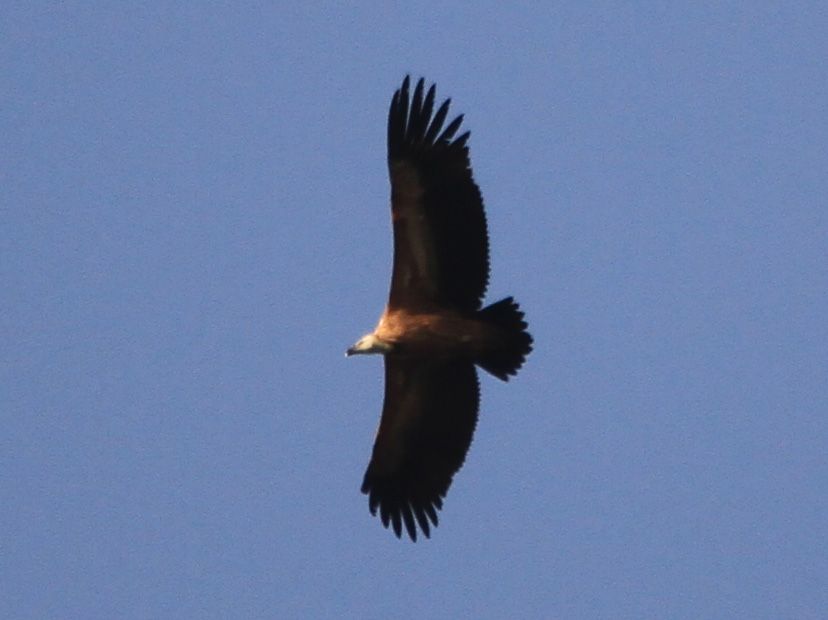 Kızıl Akbaba