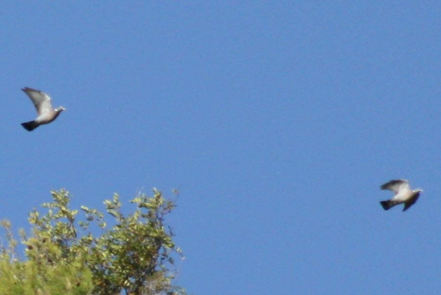 Tahtalı