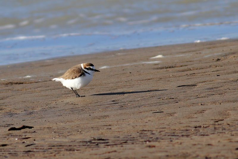 Akça Cılıbıt