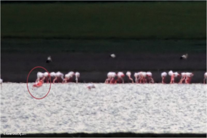 Küçük Flamingo