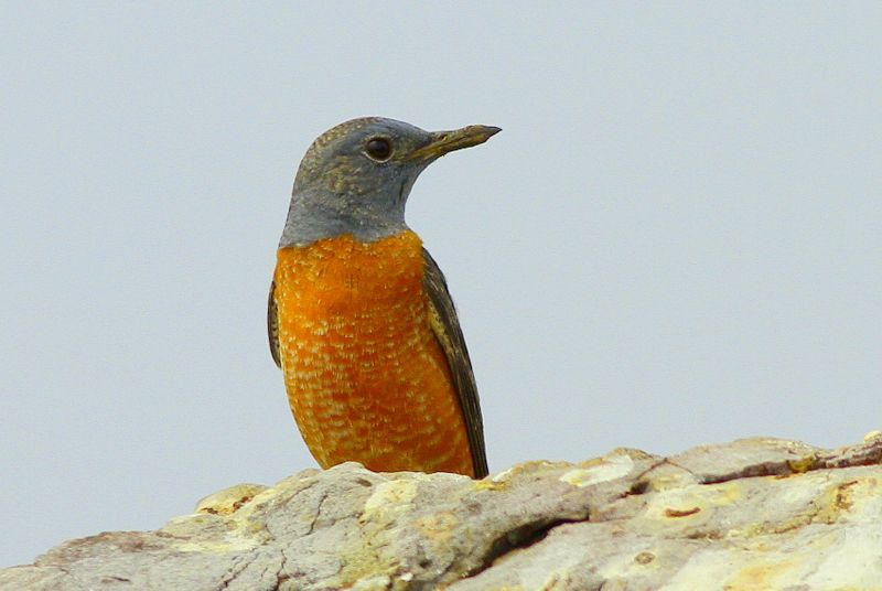 Taşkızılı