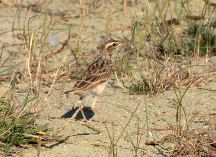 Kır İncirkuşu