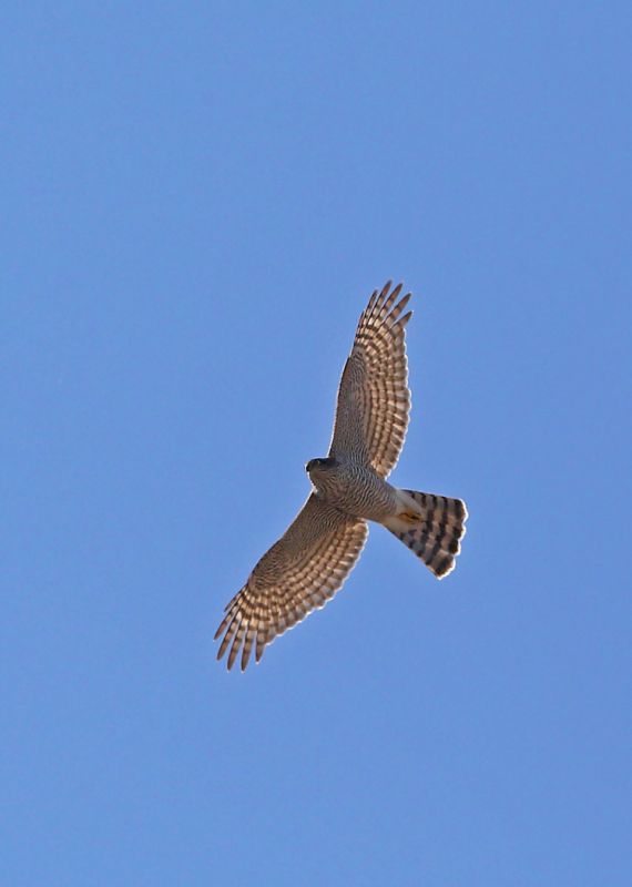 Atmaca
