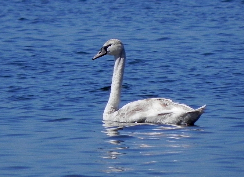 Kuğu