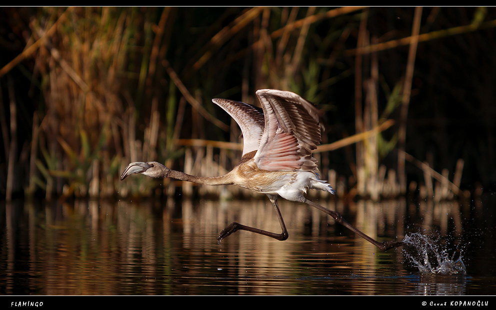 Flamingo