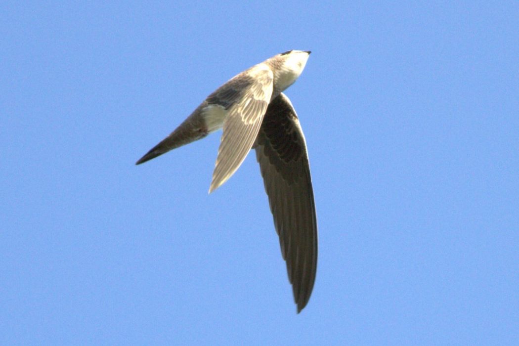 Akkarınlı Ebabil