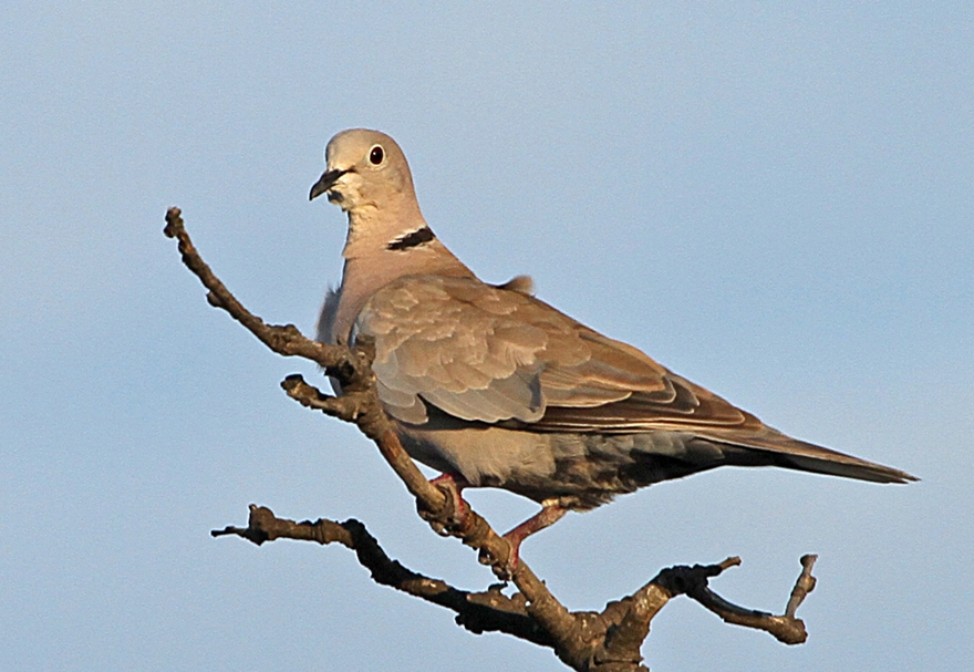Kumru