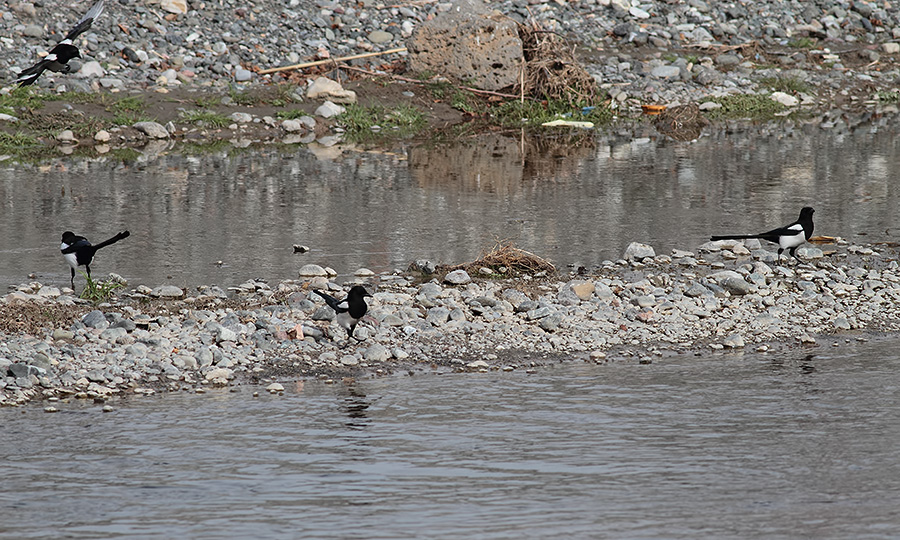 Saksağan