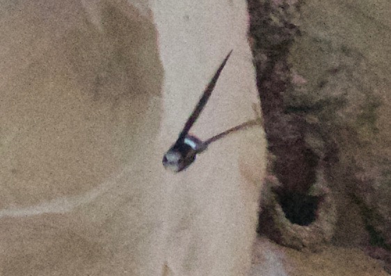 Küçük Ebabil