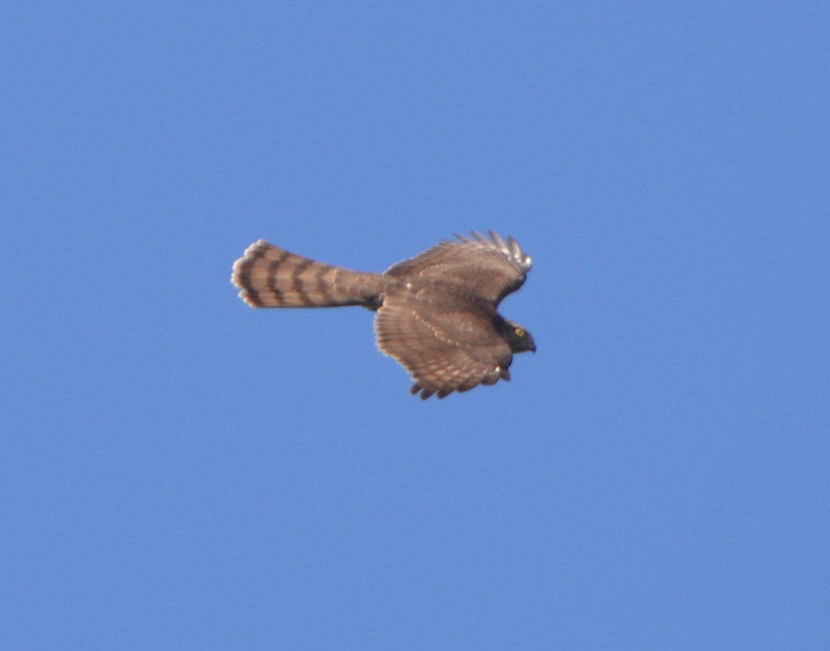 Atmaca