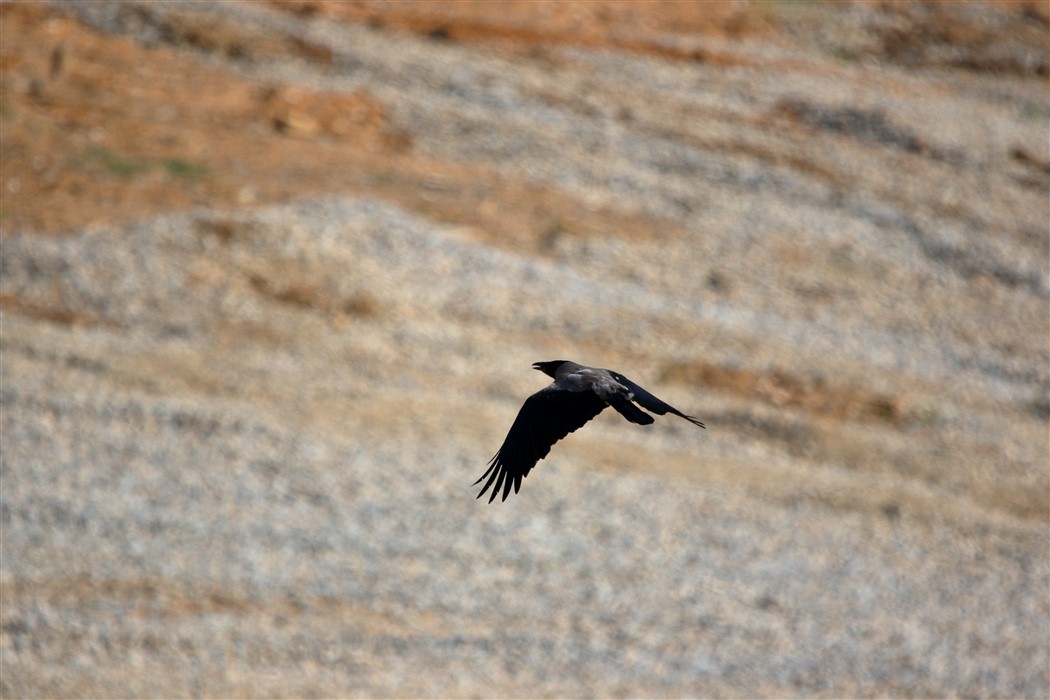 Leş Kargası