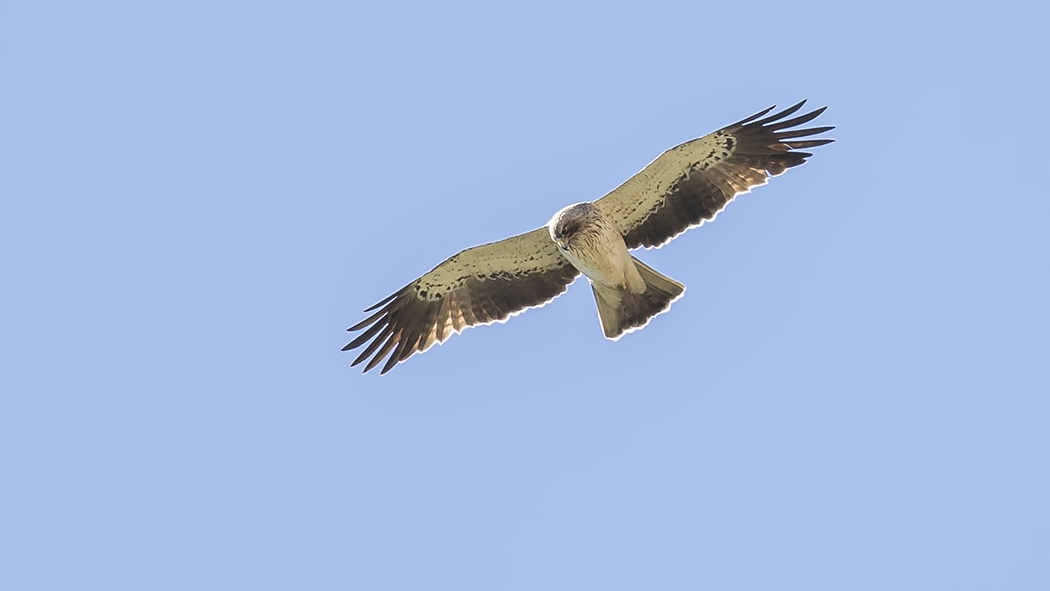 Küçük Kartal
