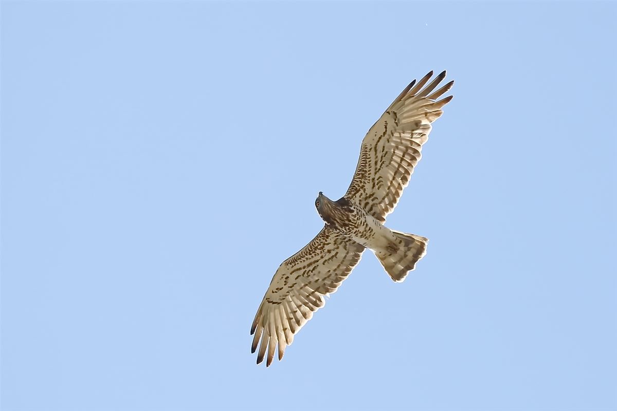 Yılan Kartalı