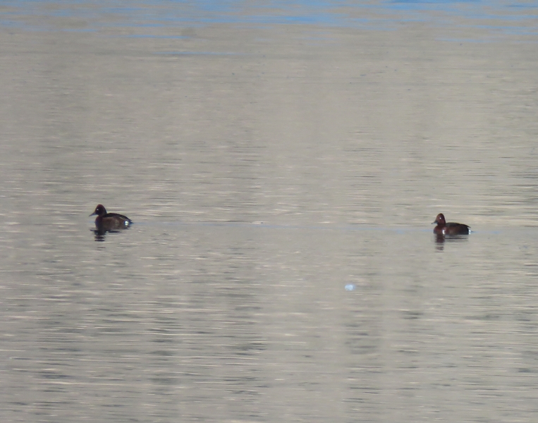 Pasbaş Patka
