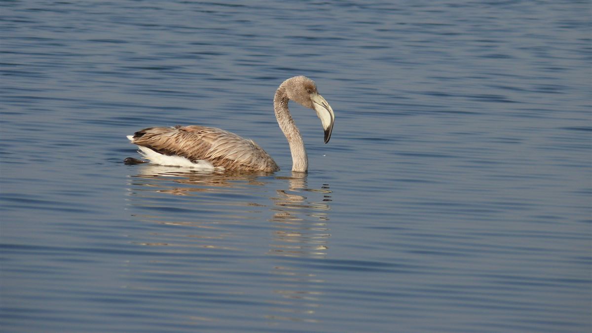 Flamingo