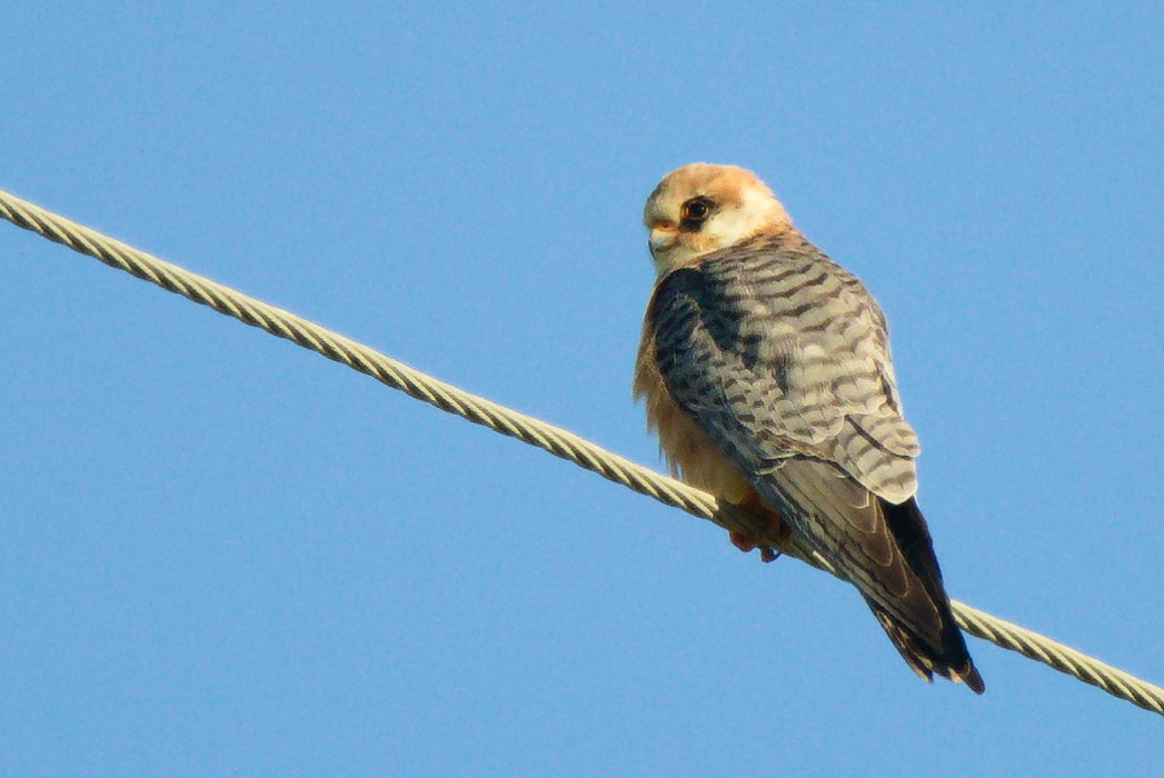 Ala Doğan