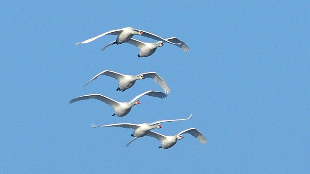Kuğu