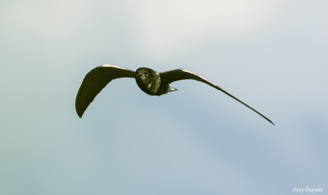 Kara Sumru
