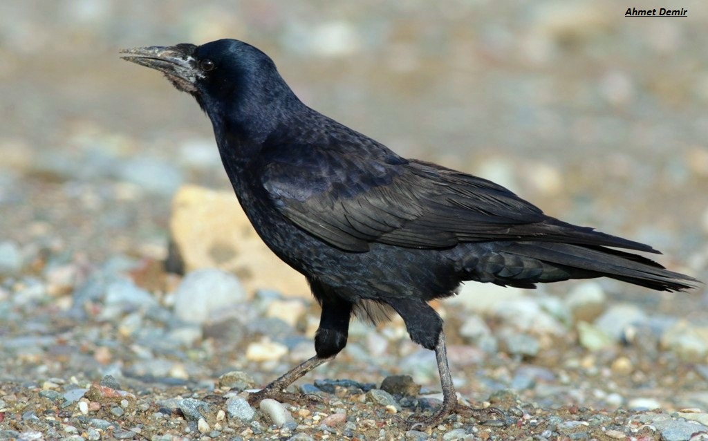Ekin Kargası
