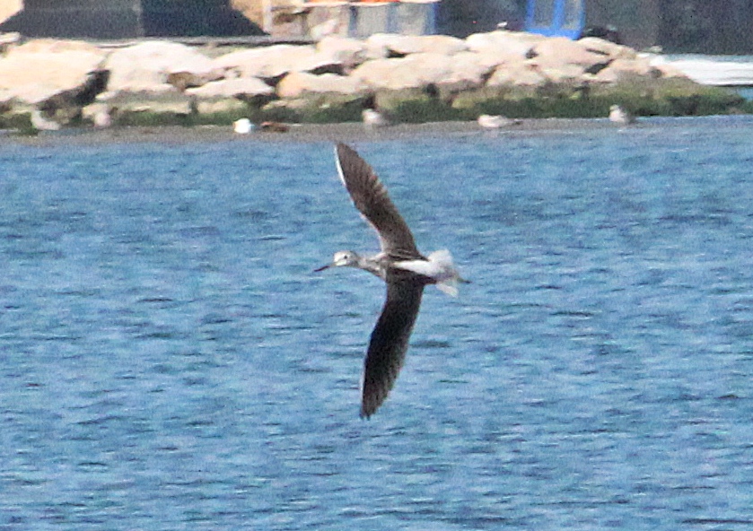 Yeşilbacak