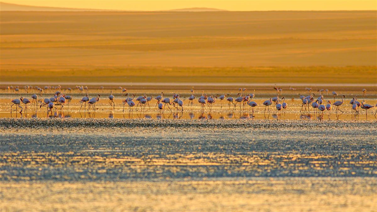 Flamingo