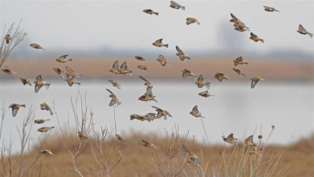 Common Linnet