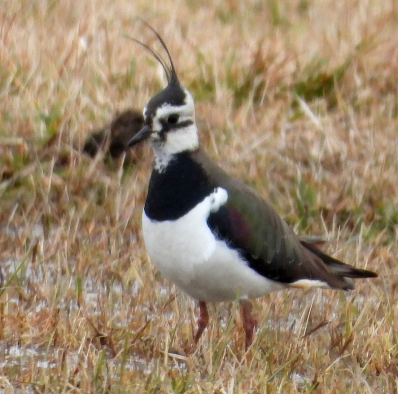Northern Lapwing