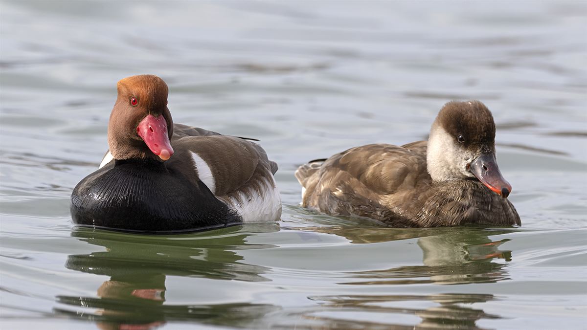Red-crested Pochard