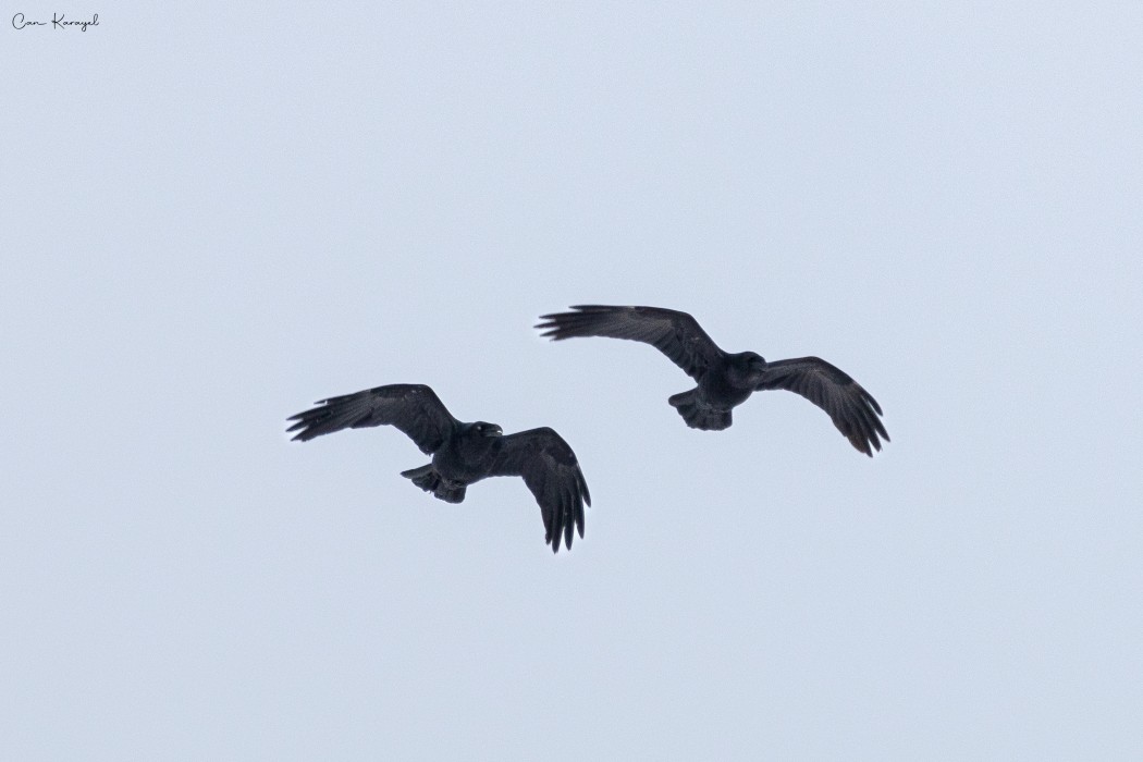 Northern Raven
