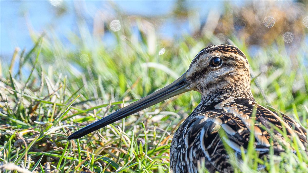 Common Snipe