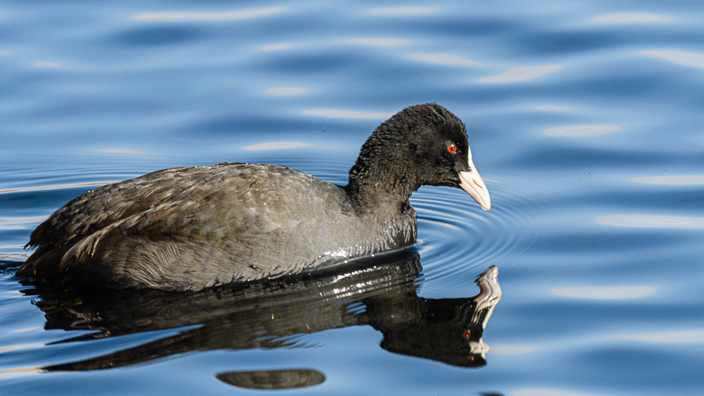 Eurasian Coot