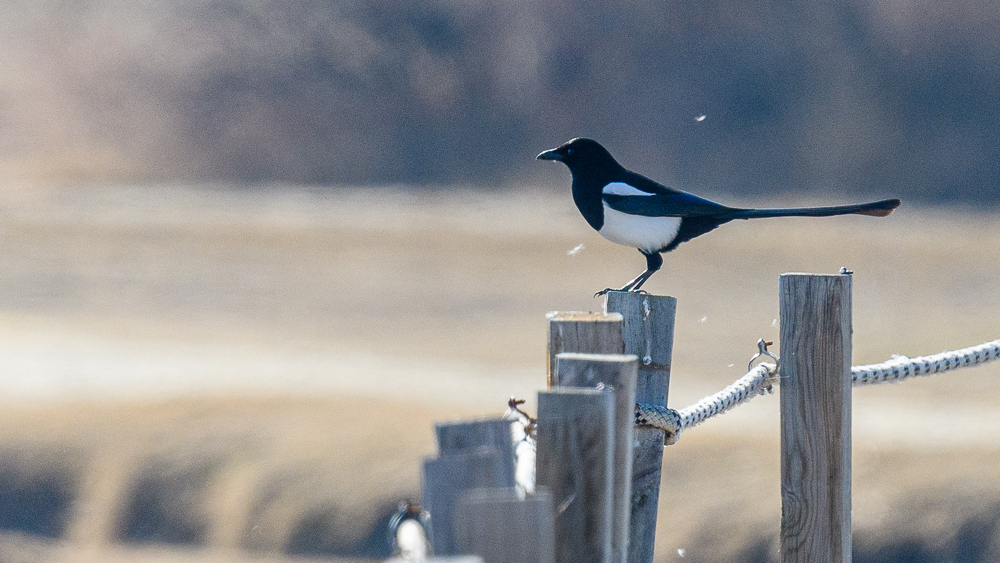Eurasian Magpie