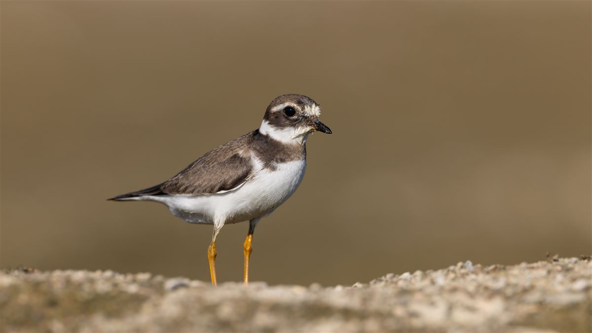 Halkalı Cılıbıt
