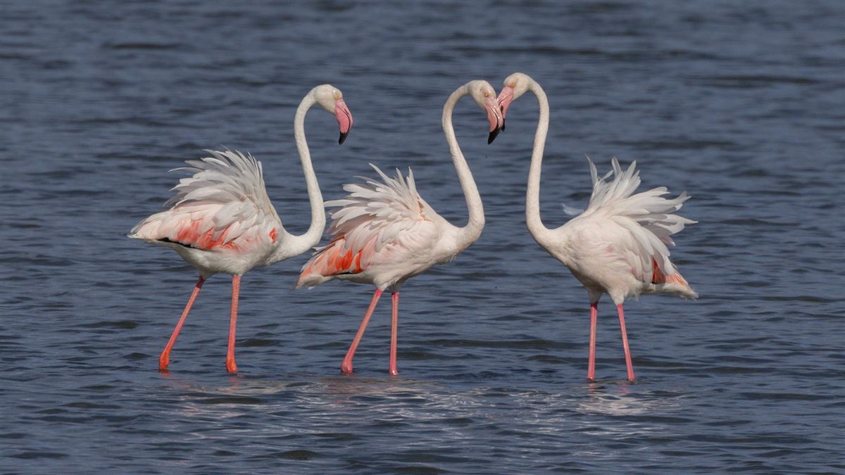 Flamingo