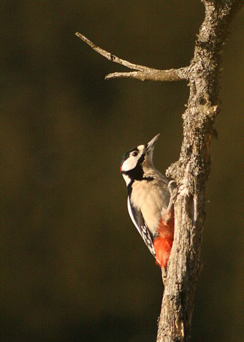 Orman Alaca Ağaçkakanı